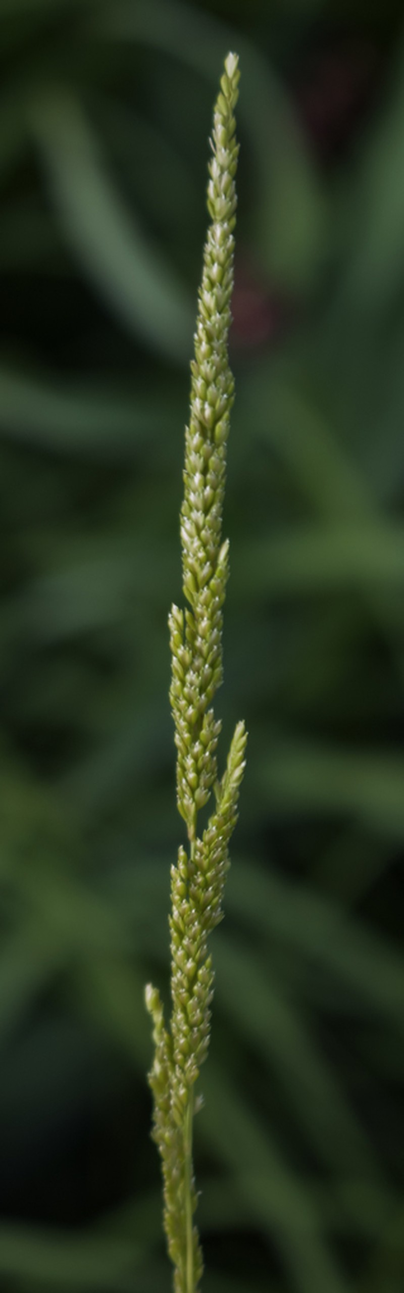 Prairie Wedgescale photo 7