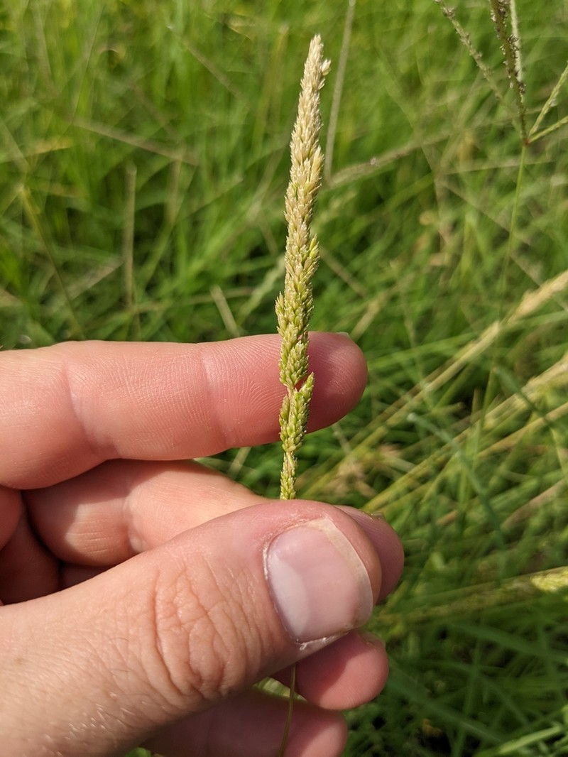Prairie Wedgescale photo 8