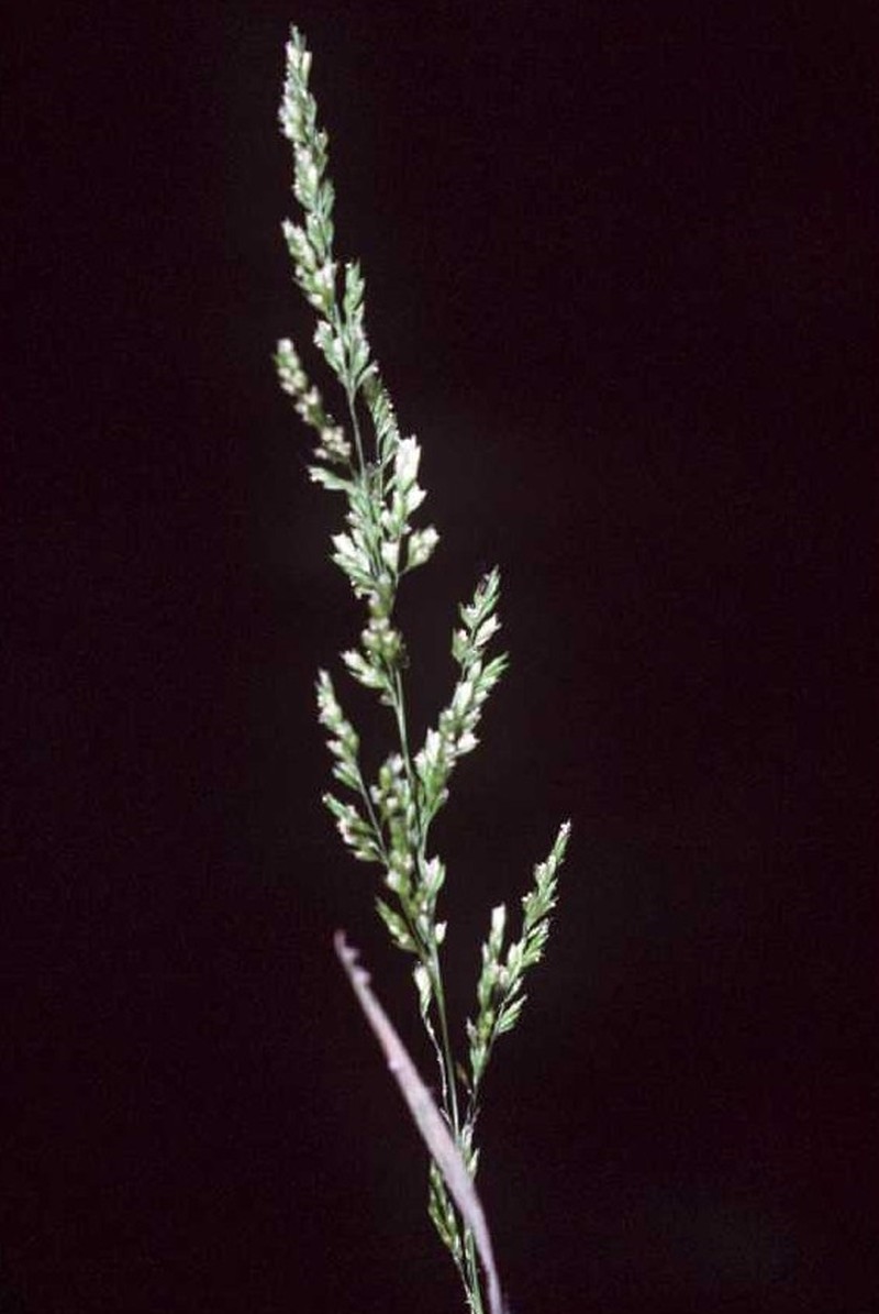Prairie Wedgescale