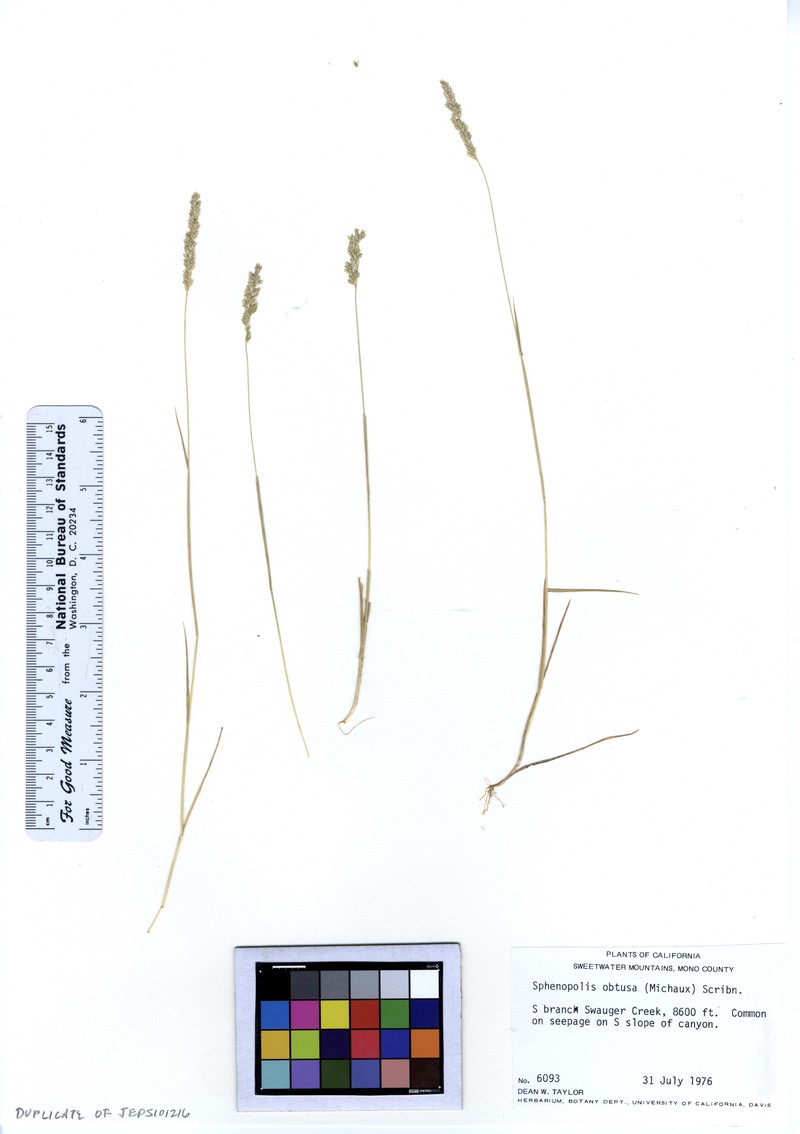 Prairie Wedgescale photo 2
