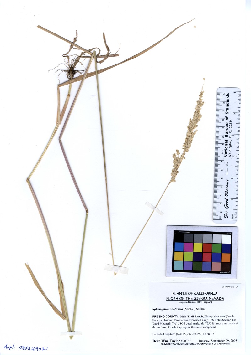 Prairie Wedgescale photo 3
