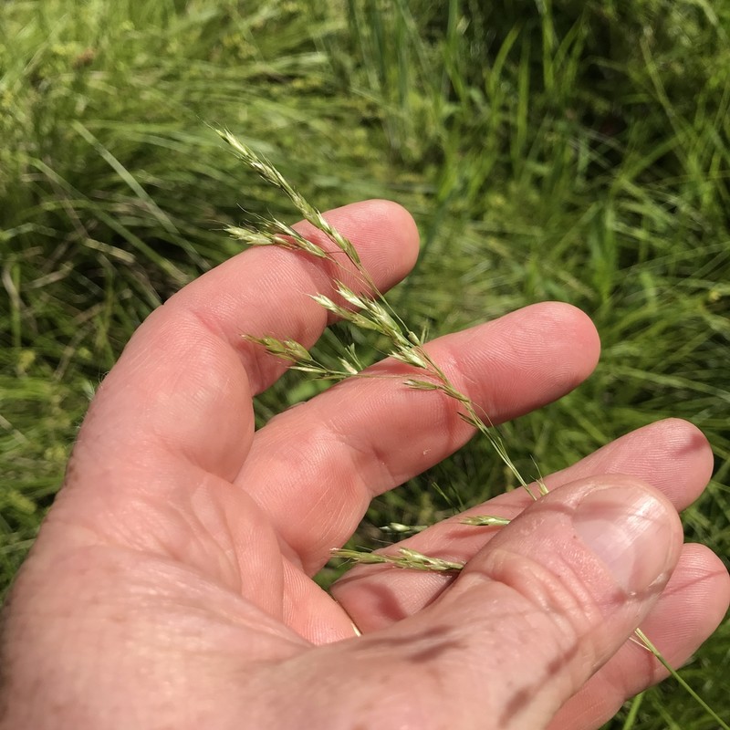 Swamp Wedgescale photo 3