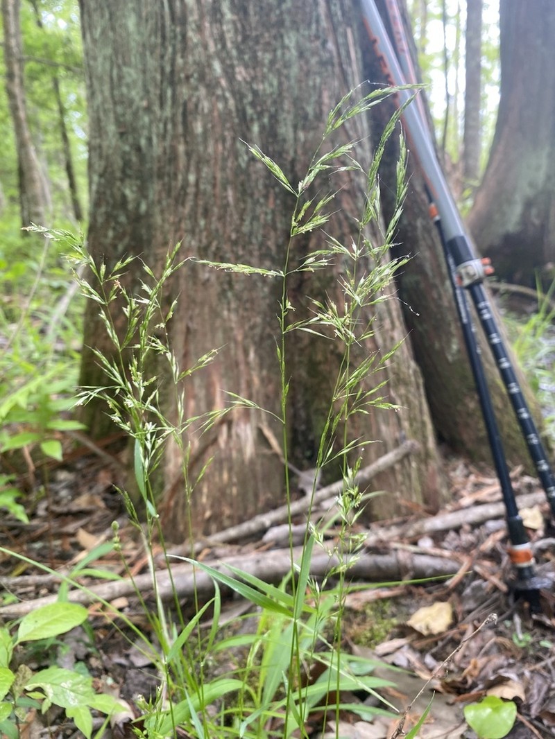 Swamp Wedgescale photo 7