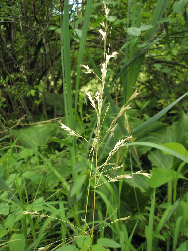 Swamp Wedgescale photo 7
