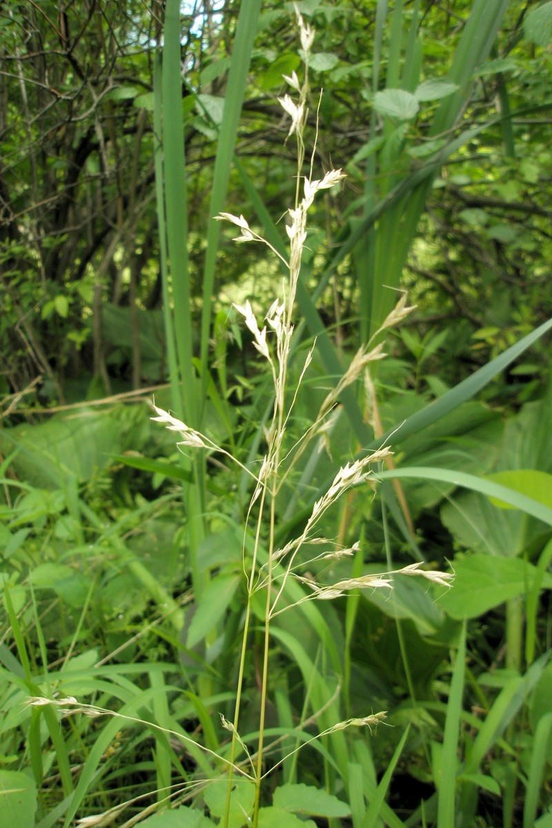 Swamp Wedgescale photo 8