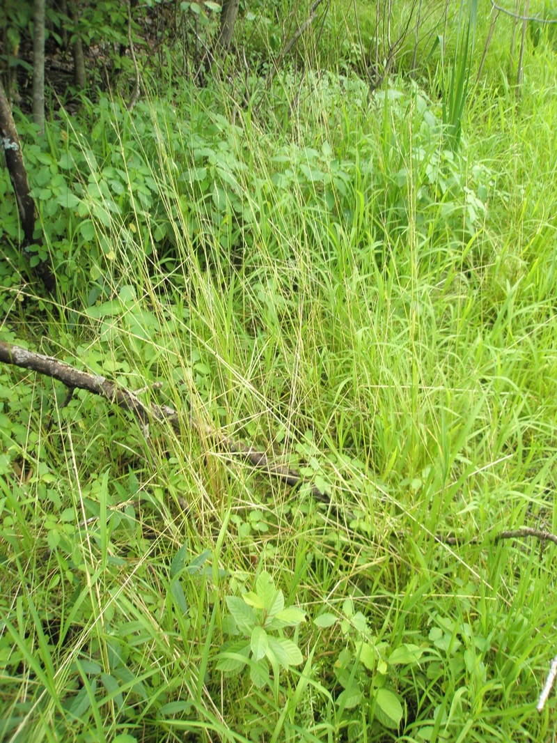 Swamp Wedgescale photo 3