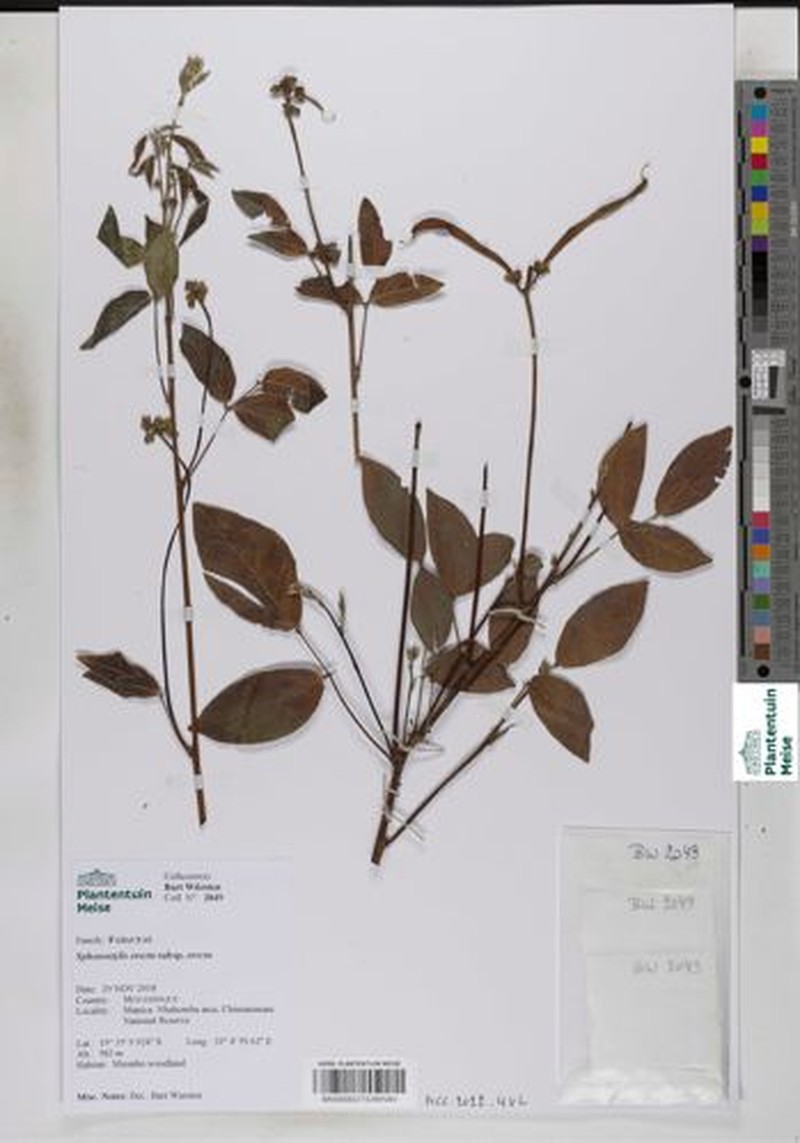 Sphenostylis erecta subsp. erecta