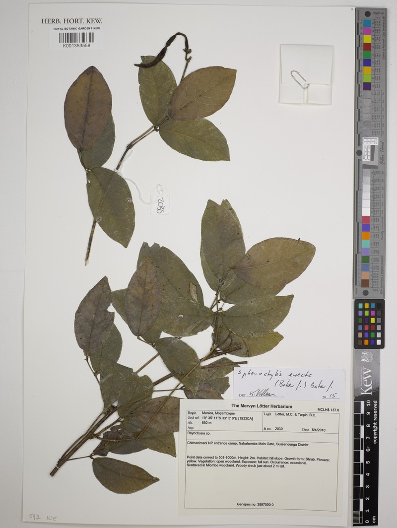Sphenostylis erecta subsp. erecta photo 2