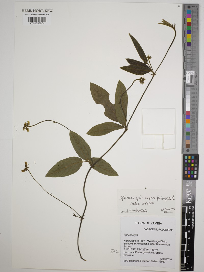 Sphenostylis erecta subsp. erecta photo 3