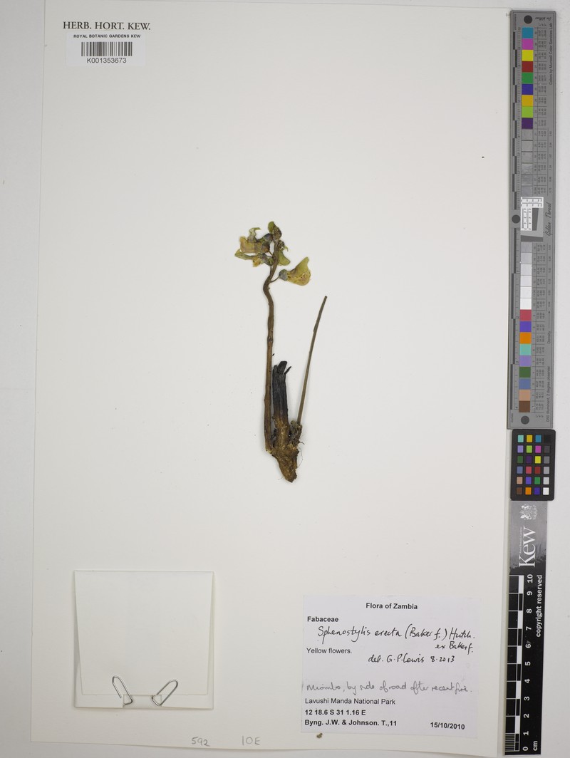 Sphenostylis erecta subsp. erecta photo 4