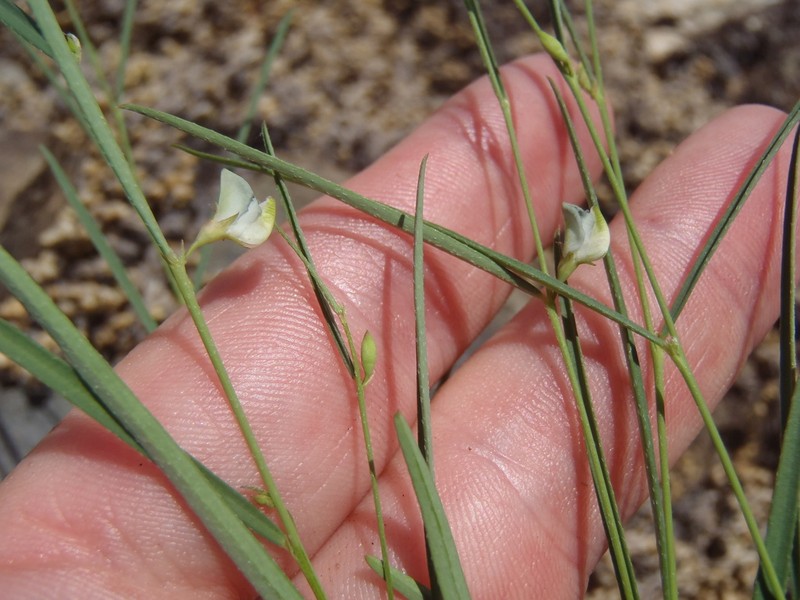 Hourglass Peaseed photo 3