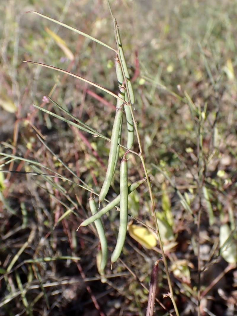 Hourglass Peaseed photo 6