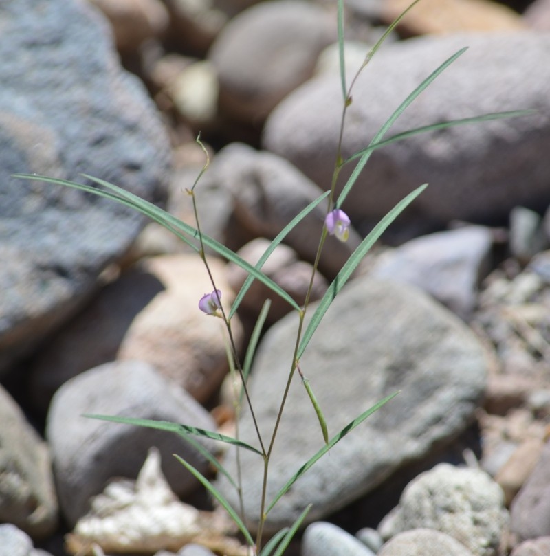 Hourglass Peaseed photo 7