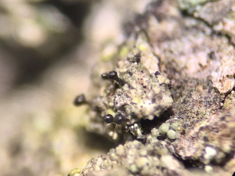 Sphinctrina Lichen