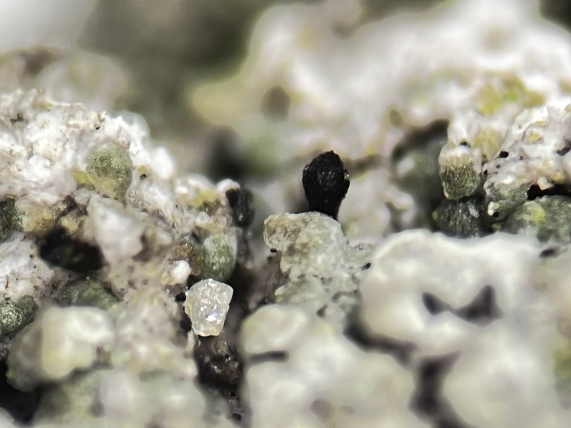 Sphinctrina Lichen photo 2