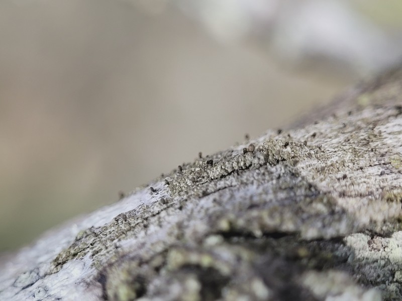 Sphinctrina Lichen photo 3