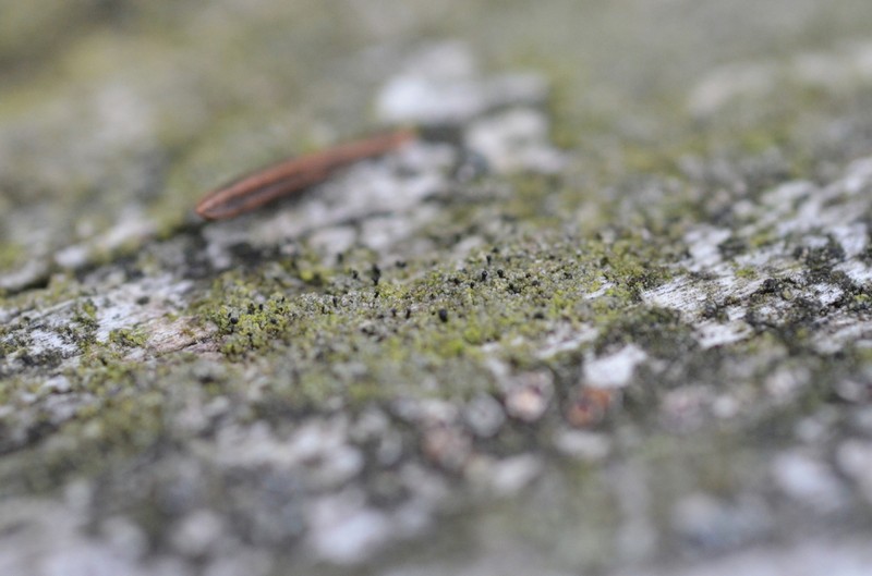 Sphinctrina Lichen photo 4