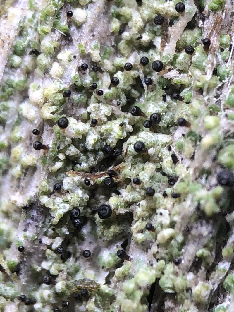 Sphinctrina Lichen photo 5