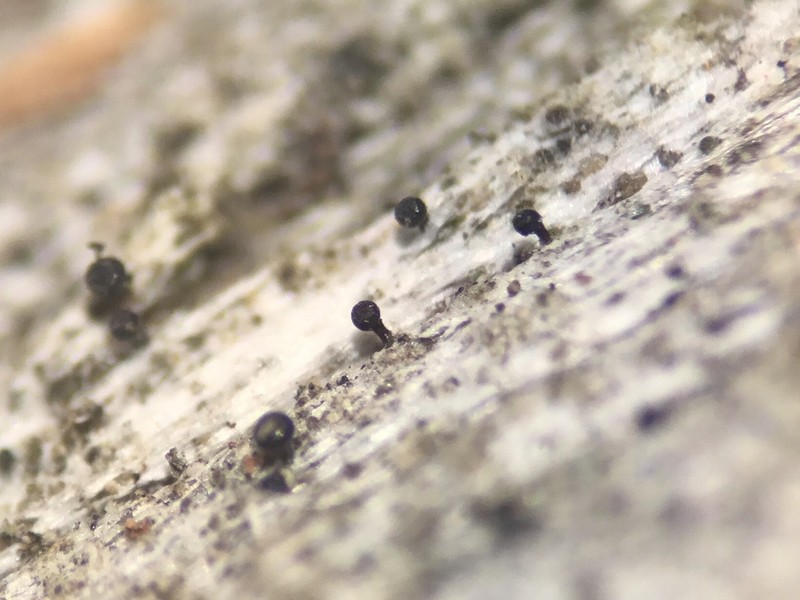 Sphinctrina Lichen photo 6
