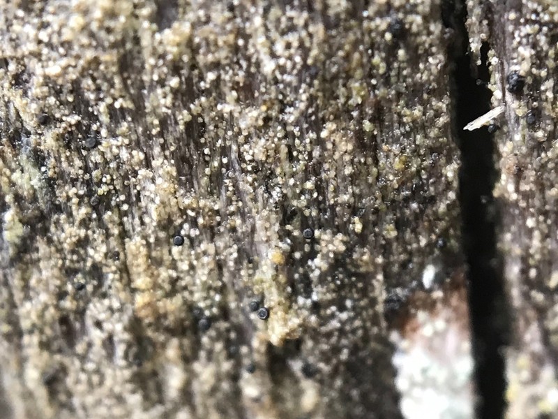 Sphinctrina Lichen photo 7
