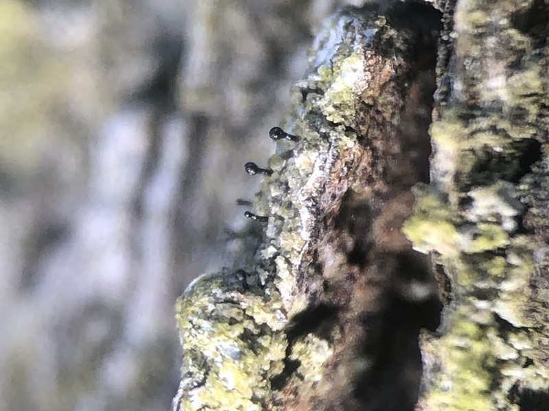 Sphinctrina Lichen photo 8