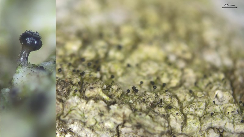Sphinctrina Lichen photo 2