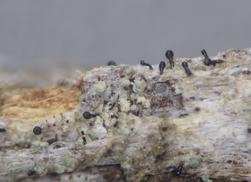 Sphinctrina Lichen photo 3
