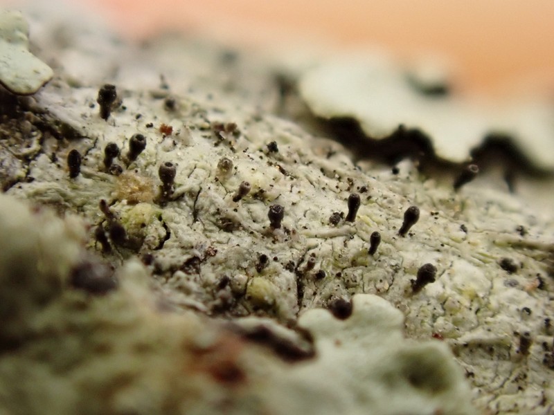 Sphinctrina Lichen photo 4