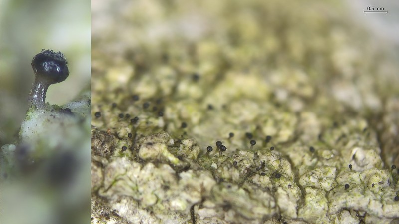 Sphinctrina Lichen photo 5