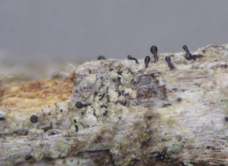 Sphinctrina Lichen photo 6