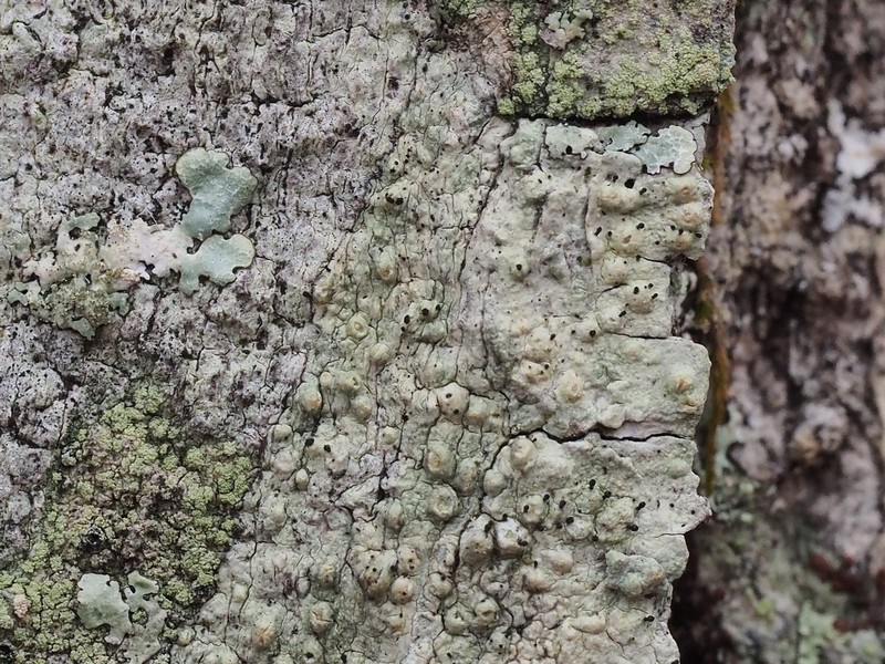 Sphinctrina Lichen
