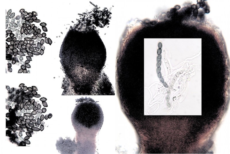 Sphinctrina Lichen photo 2