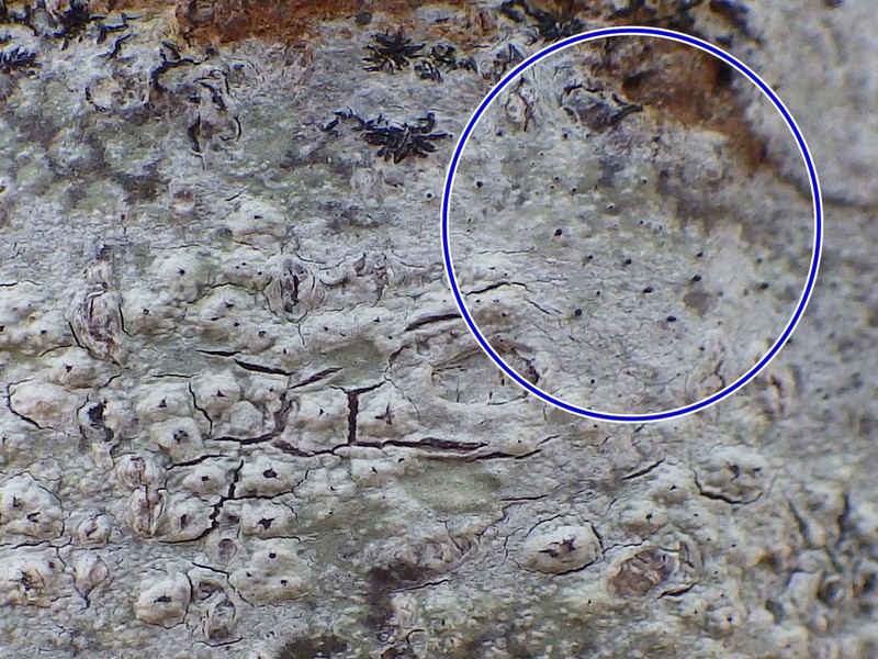 Sphinctrina Lichen photo 3