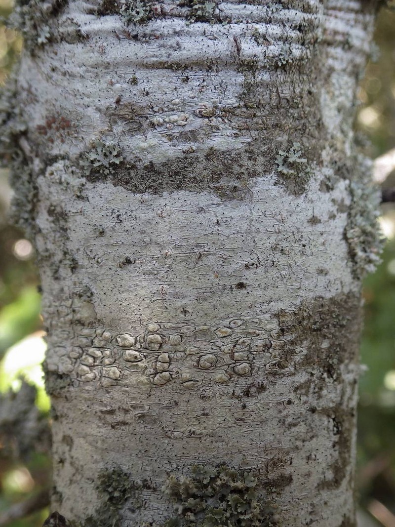 Sphinctrina Lichen photo 5