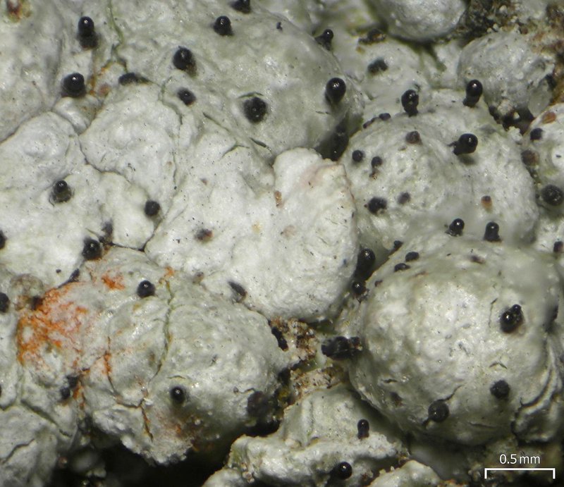 Sphinctrina Lichen photo 2