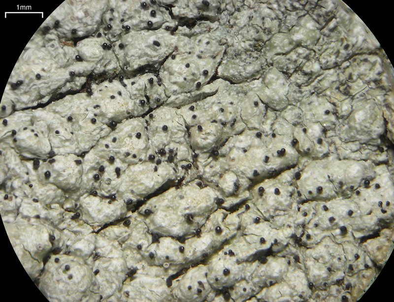 Sphinctrina Lichen