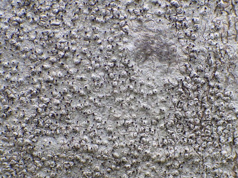 Sphinctrina Lichen photo 3