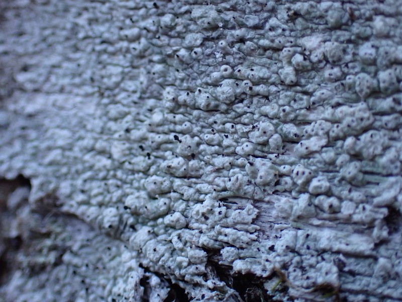 Sphinctrina Lichen