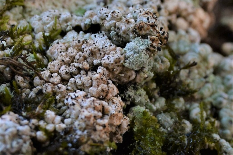 Sphinctrina Lichen photo 2