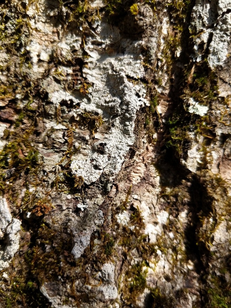Sphinctrina Lichen photo 3