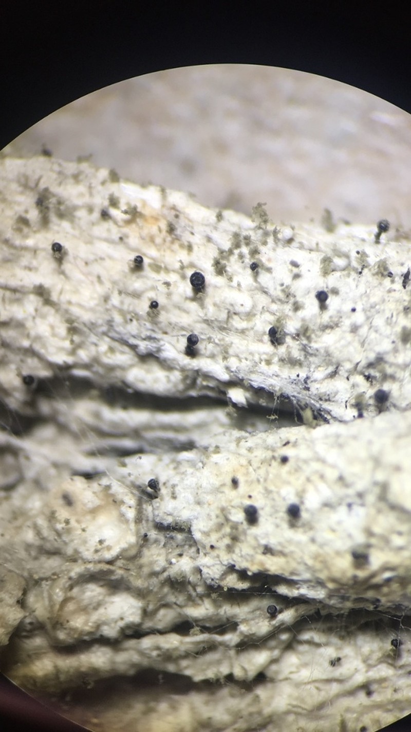 Sphinctrina Lichen photo 4