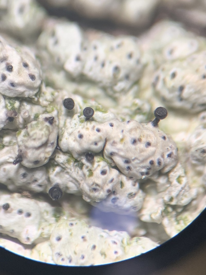 Sphinctrina Lichen photo 5