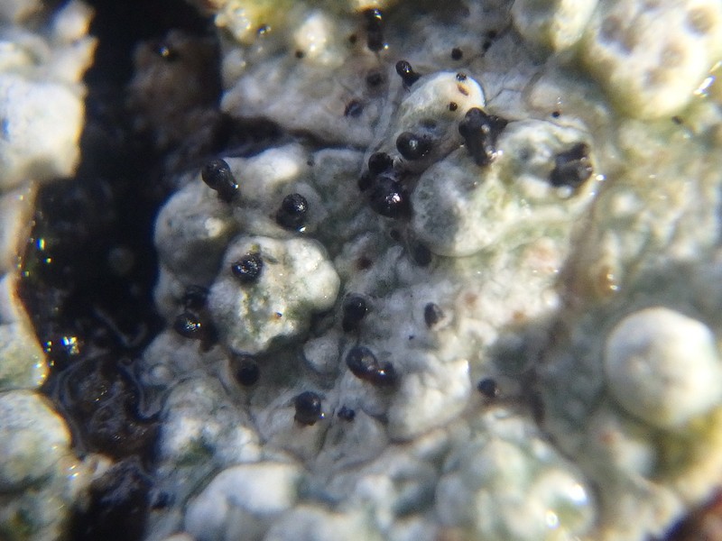 Sphinctrina Lichen photo 6