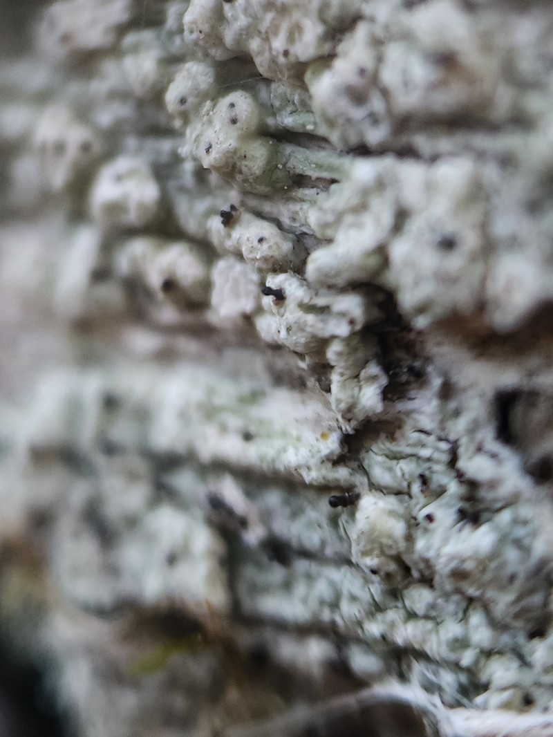 Sphinctrina Lichen photo 7