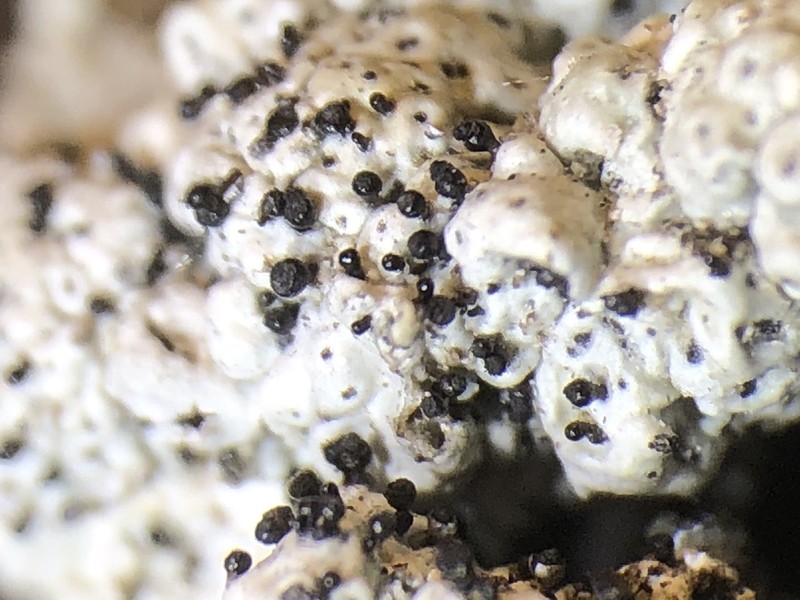 Sphinctrina Lichen photo 8