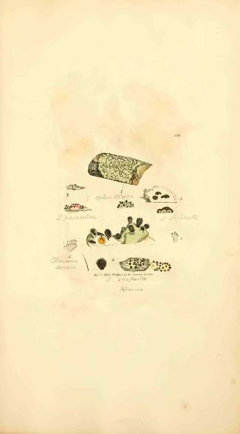 Sphinctrina Lichen photo 2