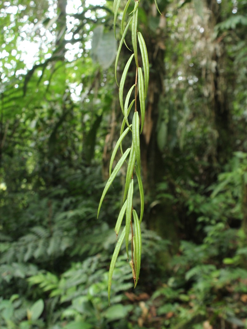 Sphyrospermum linearifolium photo 2