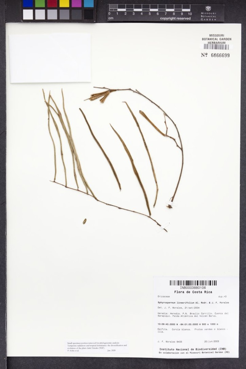 Sphyrospermum linearifolium photo 3