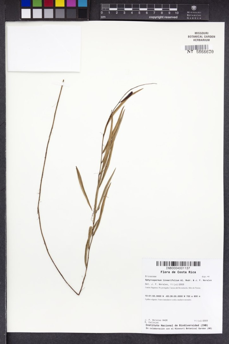 Sphyrospermum linearifolium photo 4