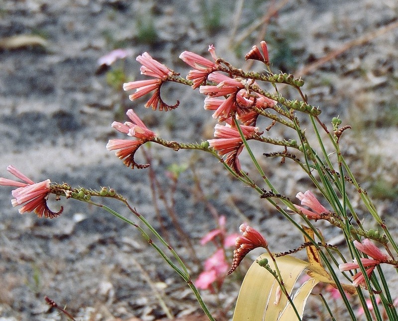 Spigelia alborubra